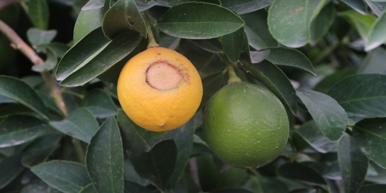 Hem üreticiyi hem tüketiciyi yaktı! Aşırı sıcaklar limon fiyatlarını ateşe verdi