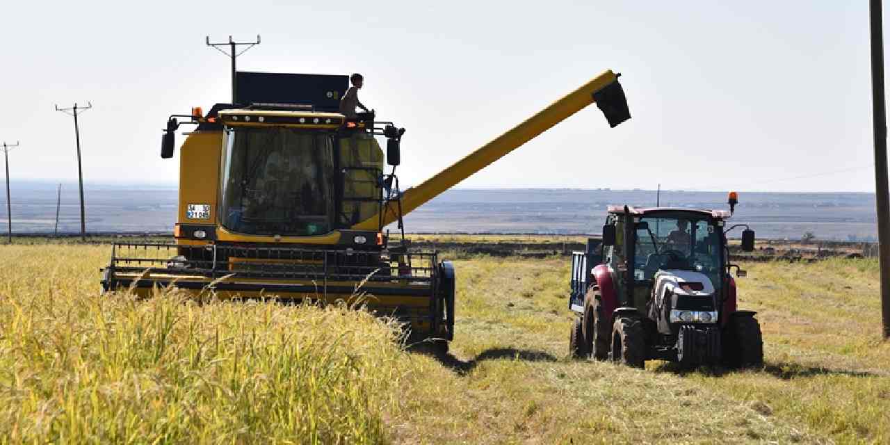Diyarbakır'da hasadı başladı: 3 bin 650 ton rekolte bekleniyor!
