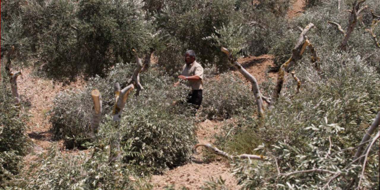 İsrail bu kez de Filistinlilerin zeytin ağaçlarını kesti!