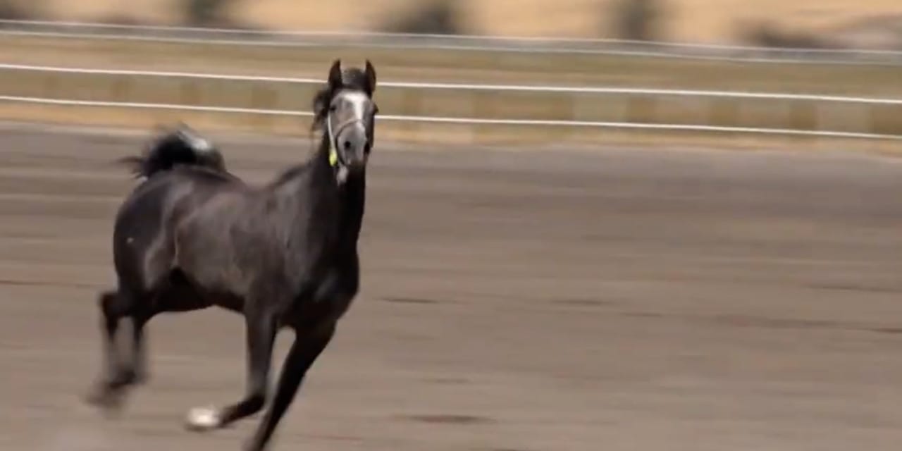 Arap tayı Torlak rekor fiyata satıldı! Hürkal arkasından geldi