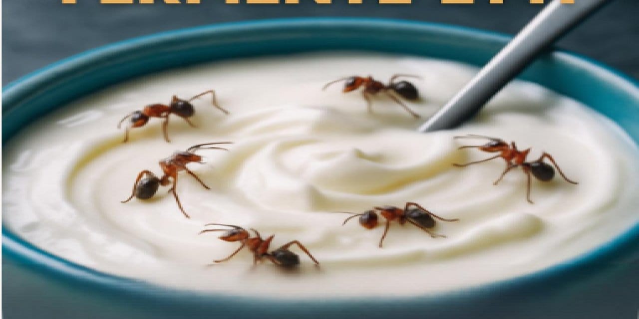 Yoğurt severler dikkat: Bu tarifte karınca var!