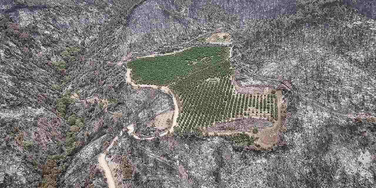 2025'in acı orman yangını bilançosu: Binlerce hektar küle döndü!