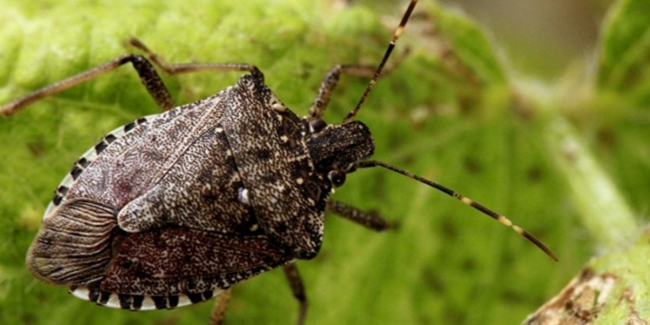 Bakanlık kendi işini çocuklara yaptıracak!