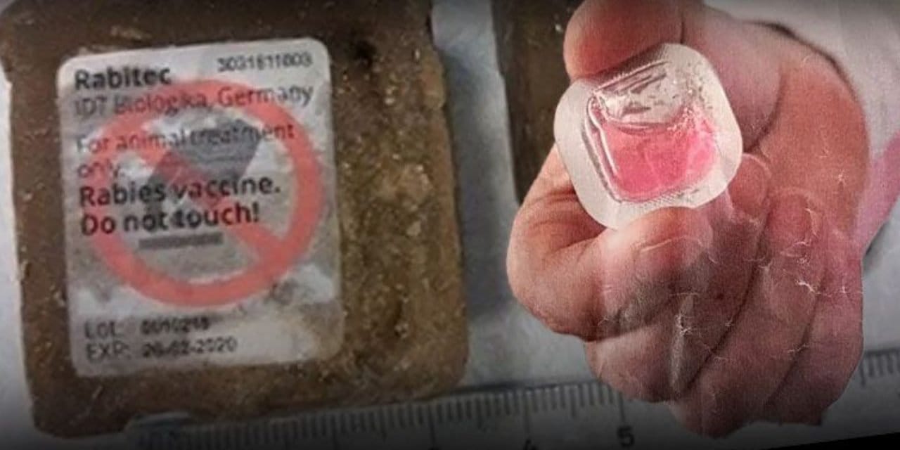 Diyarbakır'da büyük panik! Kuduz aşısı yemleri halkın üzerine atıldı