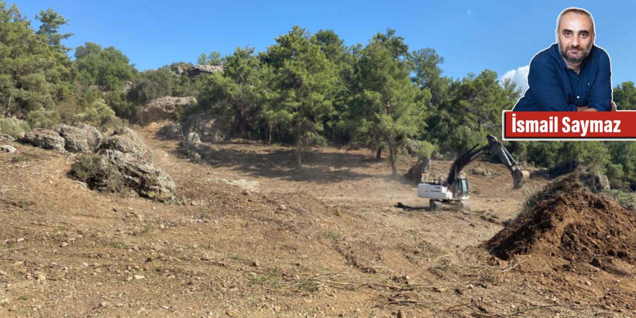 Eski belediye başkanının orman talanına suçüstü