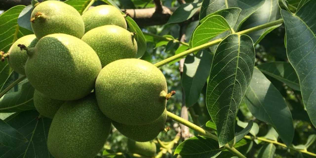 Bin tonluk hasat vakti: Birazını yiyip kalanını satacaklar