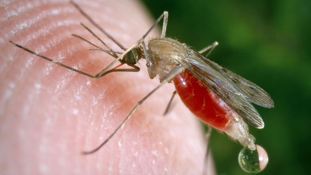 İnek ve atların kanını emerek öldüren sivrisinek sürüleri ortaya çıktı