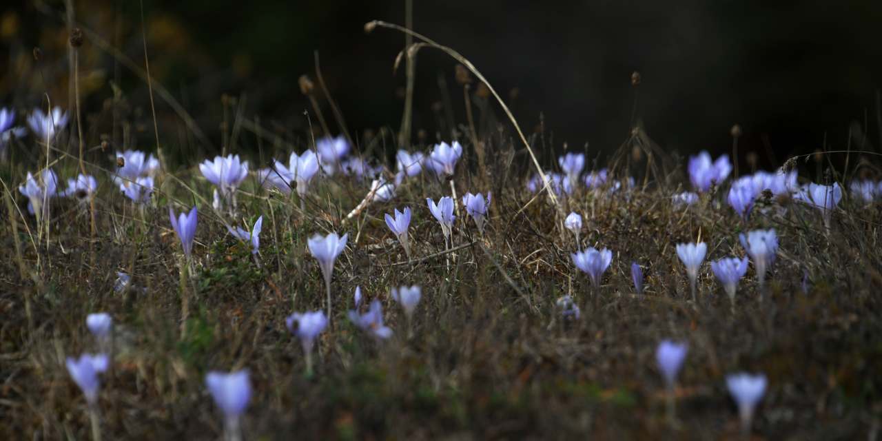 Yayladan dönüşün habercisi "vargit" çiçekleri Ilgaz Dağı'nı süsledi