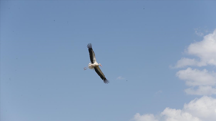 Göç yolculuğu başladı, leylekler soluğu sulak alanda aldı