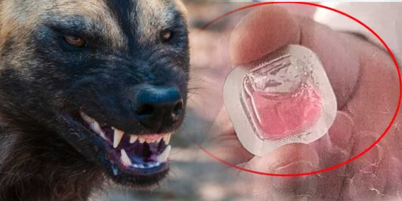 Diyarbakır'da kuduz aşısı alarmı: Dokunanlar aranıyor