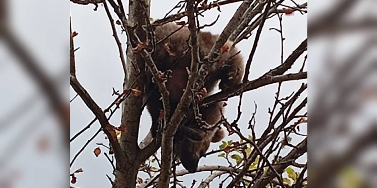 Yavru ayı çıktığı ağaçta mahsur kaldı