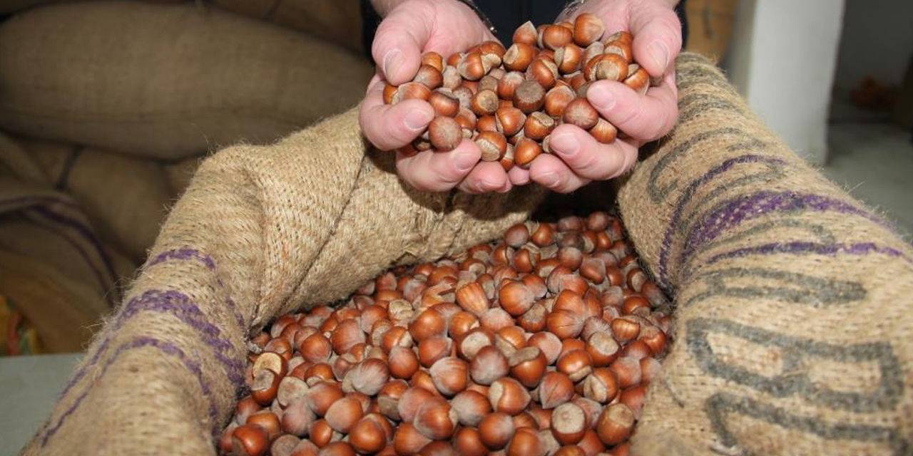 Fındık'tan 1 milyar 610 milyon 163 bin gelir