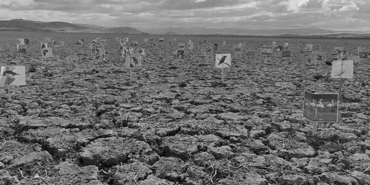 Bir zamanlar kuş cennetiydi: Çavuşçu Gölü tamamen kurudu!