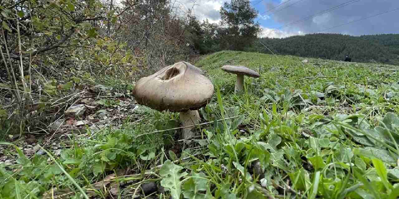 Mantar tüketen çiftten biri öldü