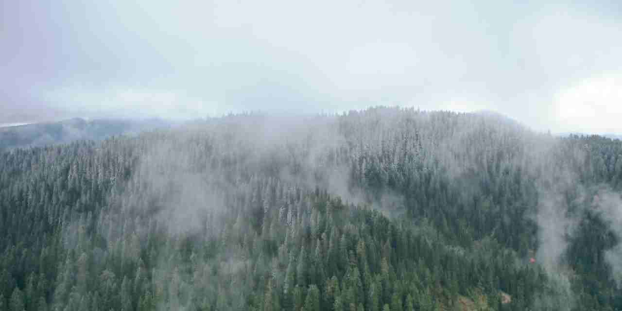 Ilgaz Dağı'nda kar ve sis etkili oldu: Çam ağaçları beyaz örtüyle kaplandı