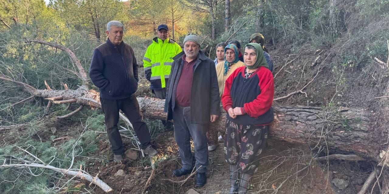 Danıştay ağaç talanına  'dur' dedi! Cumhurbaşkanlığı kararına direnen mahalleli kazandı