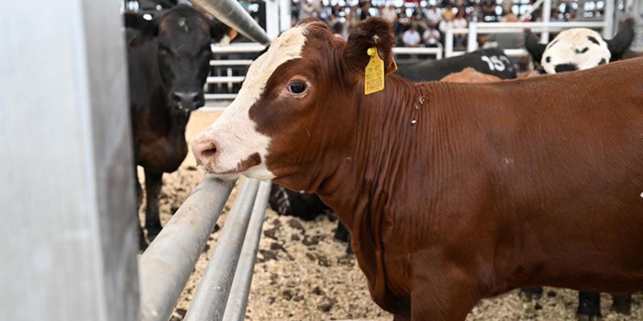 TÜİK'in besi hayvanı istatistiği gerçekten yüzde 42 farklı iddiası! Çiftçi 'fiili sayım yaptım' dedi
