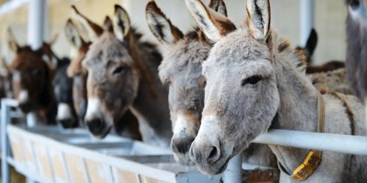 Türkiye'deki eşek çiftliği nerede açıldı: Eşek sütünün inanılmaz faydaları ortaya çıktı