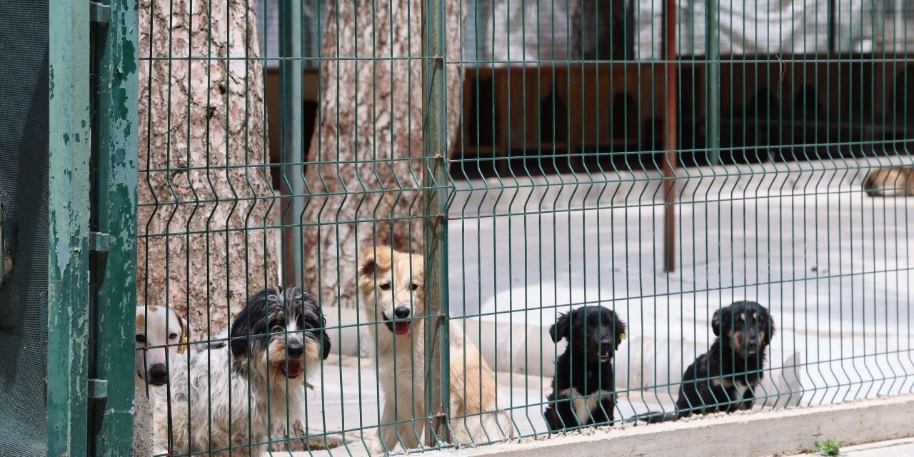 Marmaris Belediye Başkanı Ünlü: Can dostlarımızı, bütün hizmetlerin bir arada olduğu modern bir alanda yaşatacağız