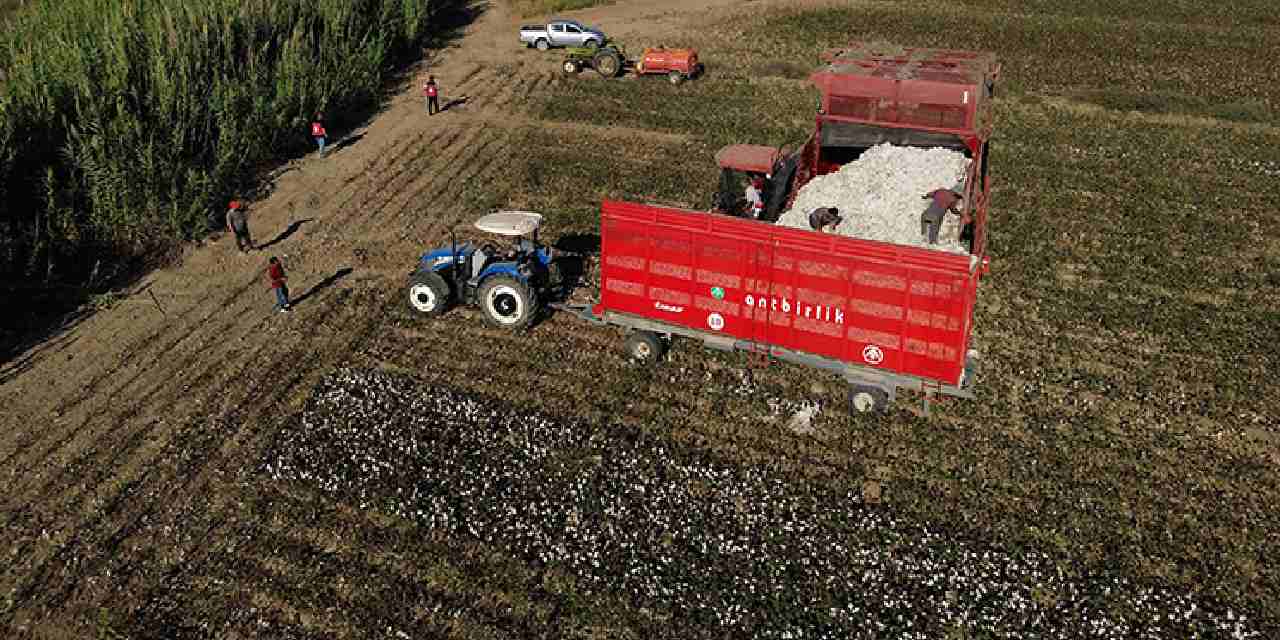 40 bin dekar alanda üretiliyor: Beyaz altın olarak biliniyor