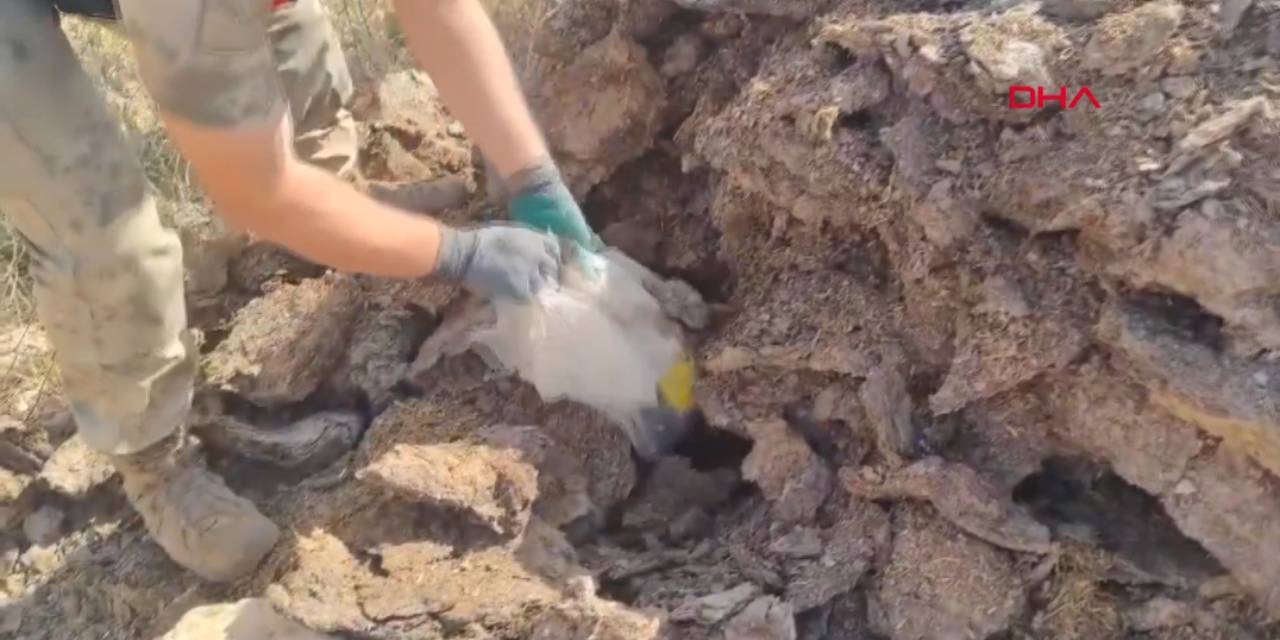 Tezek yığını arasına gizlemişler: 12 gözaltı