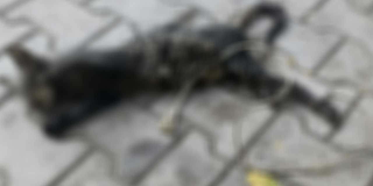 Bursa’da vahşet! Kedi yavrusunun ayaklarını bağlayıp denize atmışlar