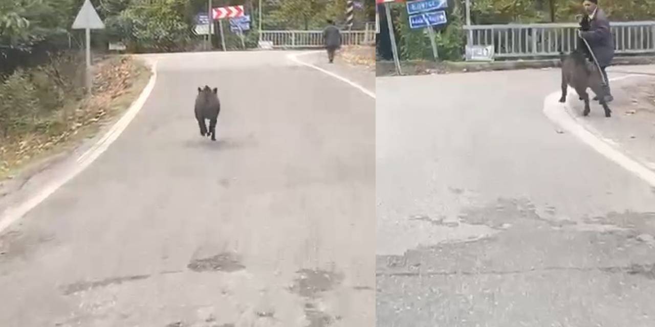 Köpeğin kovaladığı domuzdan son anda kurtuldu! O anlar kamerada