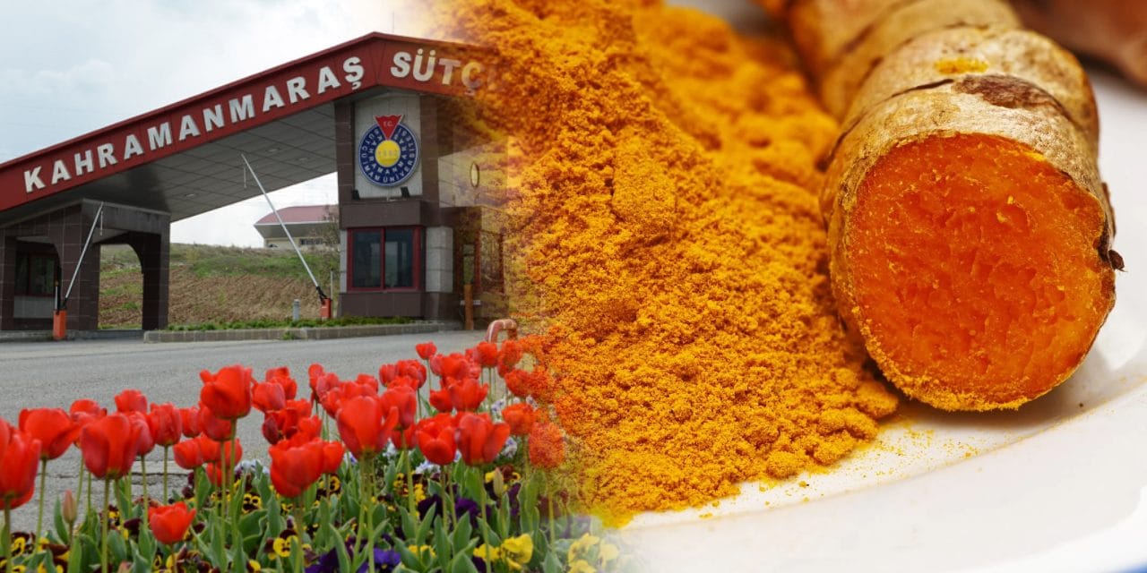 Üniversite spor antrenörü olmak için 'Zerdeçal' zorunluluğunu getirdi! Şaka değil 'Kurkumin' skandalı