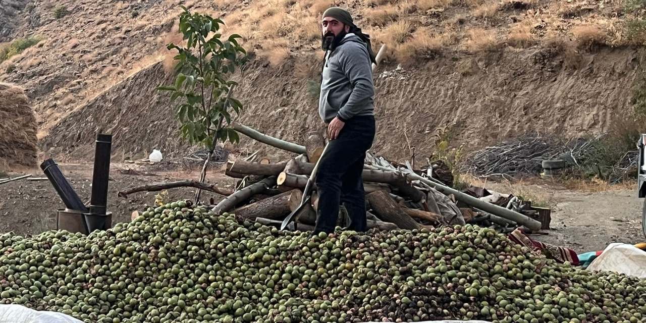 Babadan oğula geçen miras: 2 bin ağaçlık ceviz bahçesinde hasada başladı