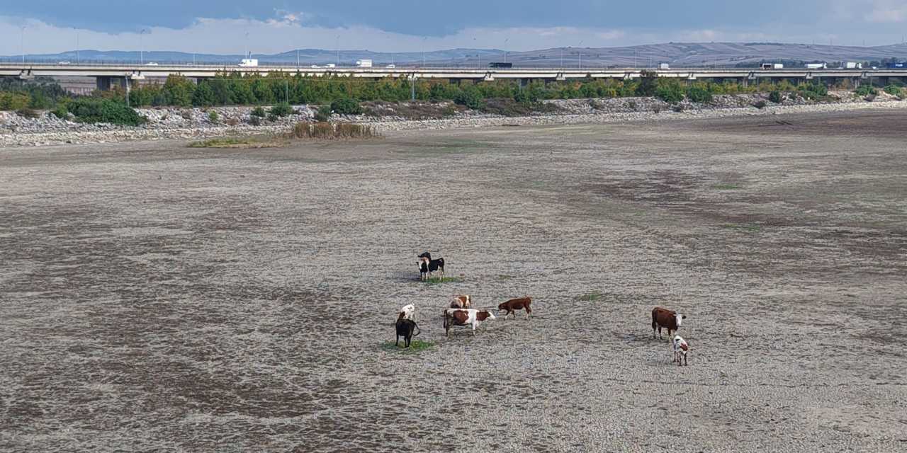 İstanbul alarm veriyor! Baraj gölü havzaları kurudu: Balık yüzen yerde inekler otluyor
