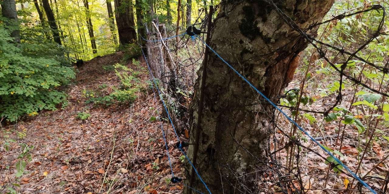 3 yıldır binbir zorlukla yetiştirdiği ilk ürününü ayılar yedi