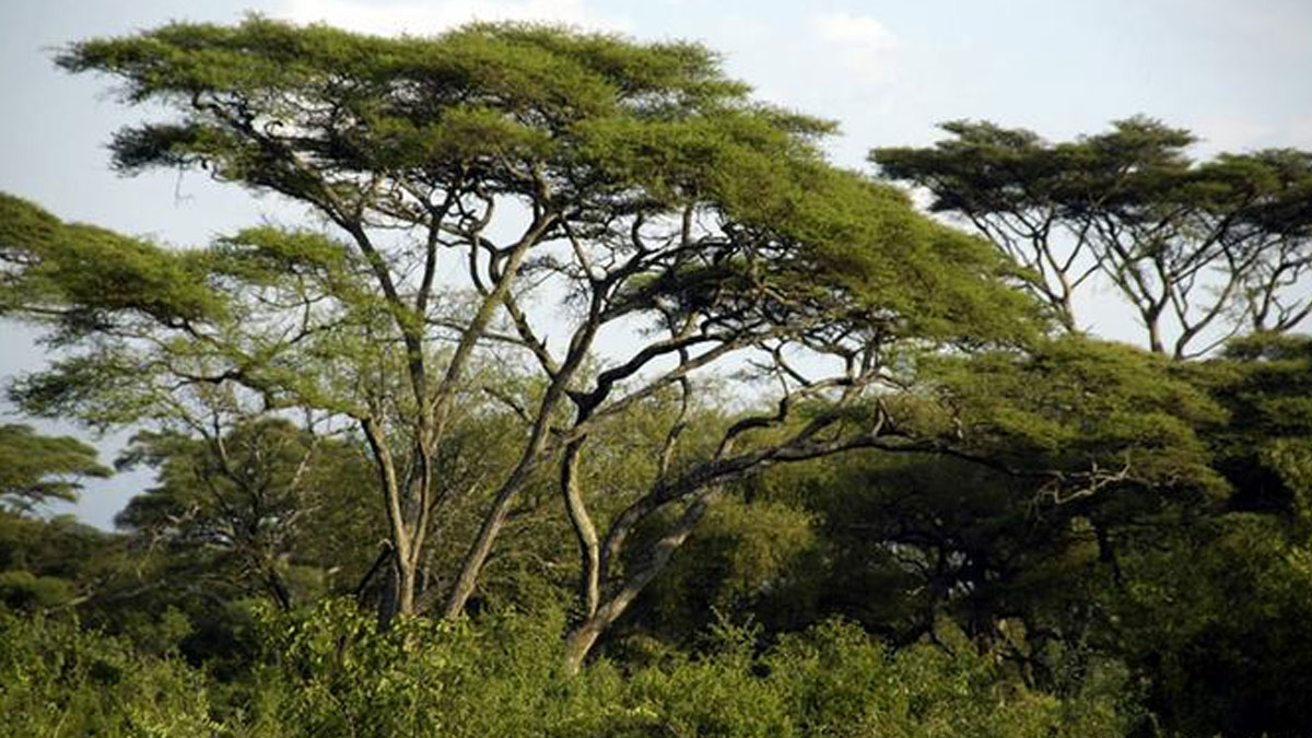 Etiyopyalılardan dünya rekoru: Bir günde 224 milyondan fazla ağaç diktiler