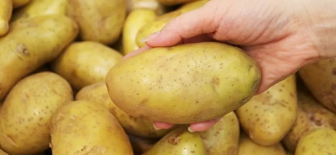 Soğuk hava ve don nedeniyle patates fiyatları arttı