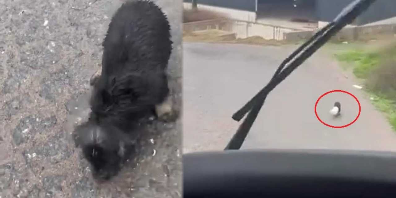 Yalova’da yürekleri ısıtan olay! Aracını durdurup yavru köpeğin yardımına koştu