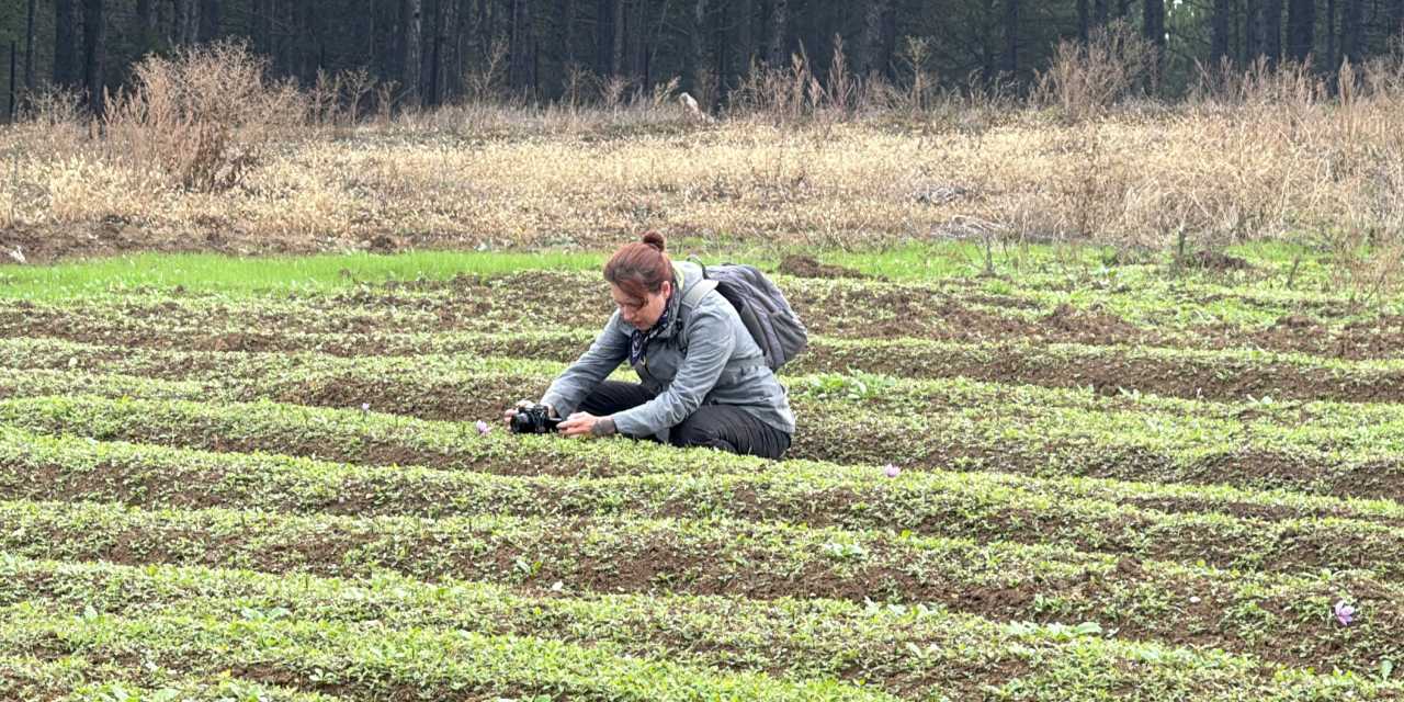 Dünyanın en pahalı baharatının hasadı başladı! Kilosu 600 bin TL