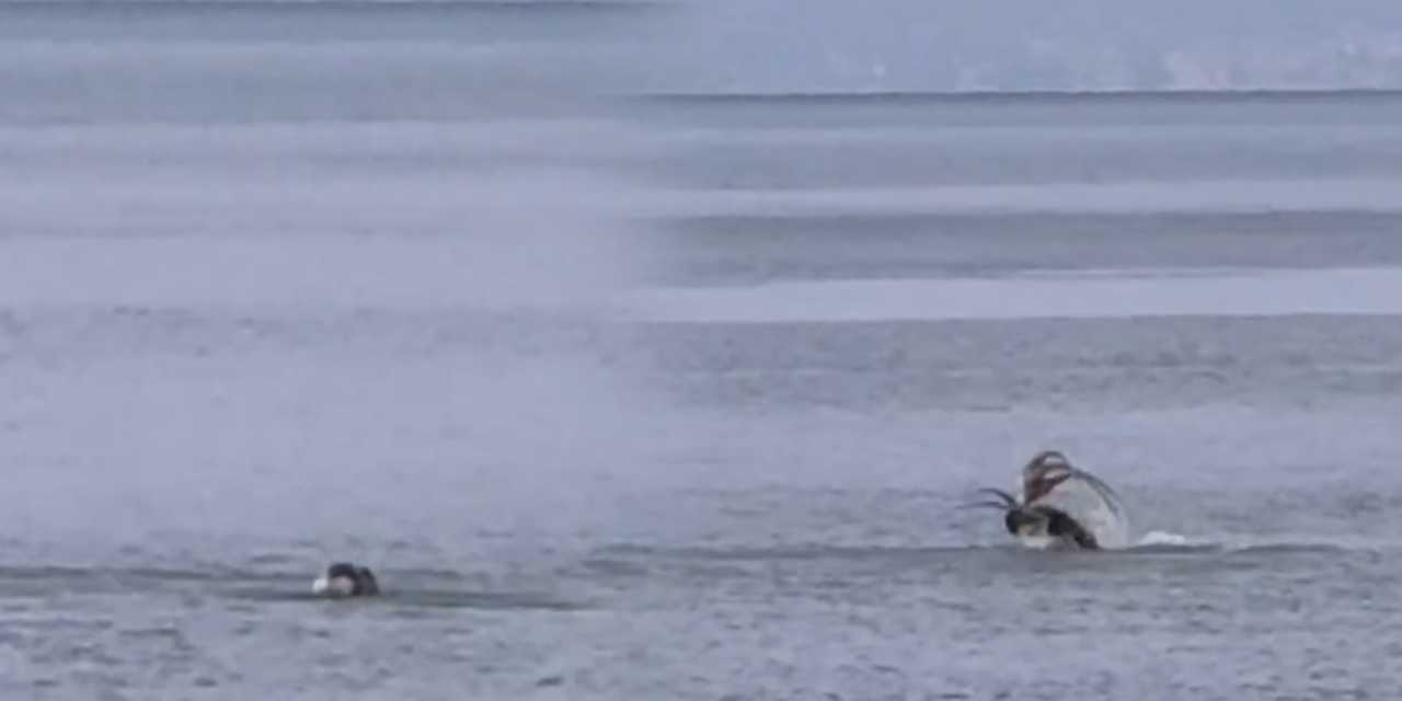 Çeşme açıklarında fok balığı ahtapotu afiyetle yedi!