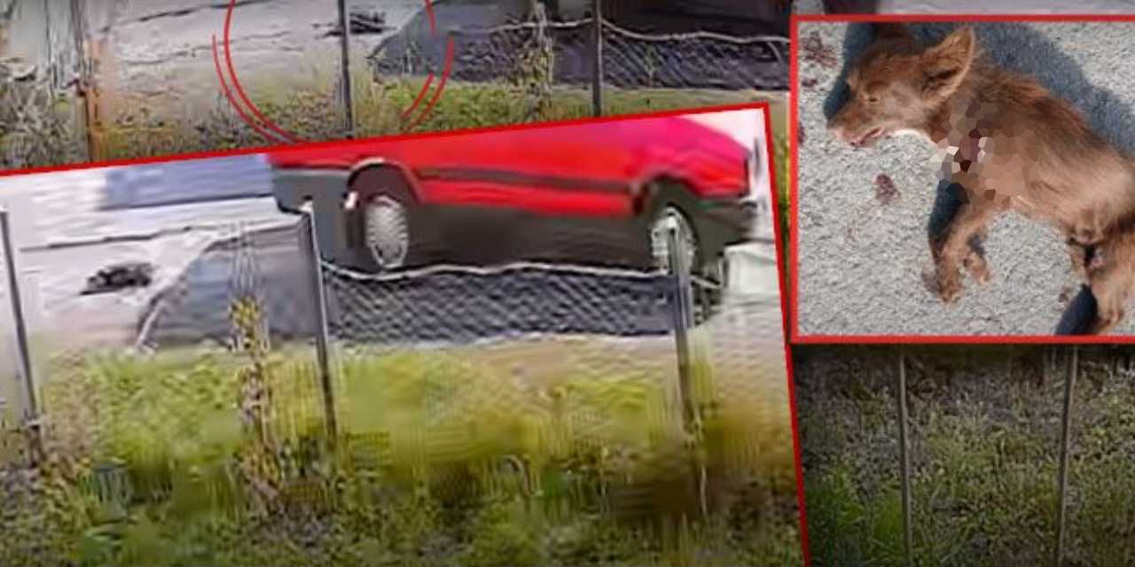 Samsun’da vahşet! Köpeği otomobilin arkasına bağlayıp sürükleyerek katletti