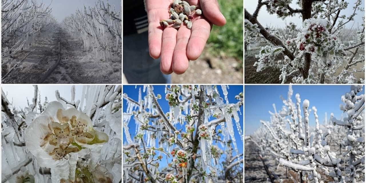 Don elmayı, kirazı ve gülleri vurdu: 367 milyon dolar ihracat gerçekleşti