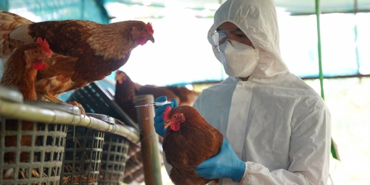 Kuş gribi geri mi döndü? Yetkililer alarma geçti!