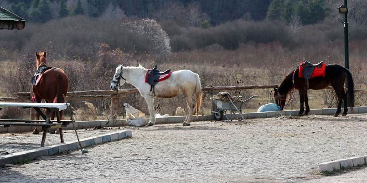 Bolu Valisi: 8 at karantinaya alındı