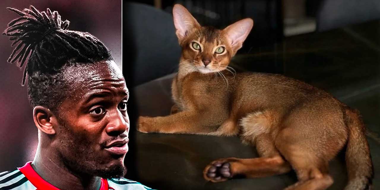 Alman futbolu bir kedi için seferberlik ilan etti