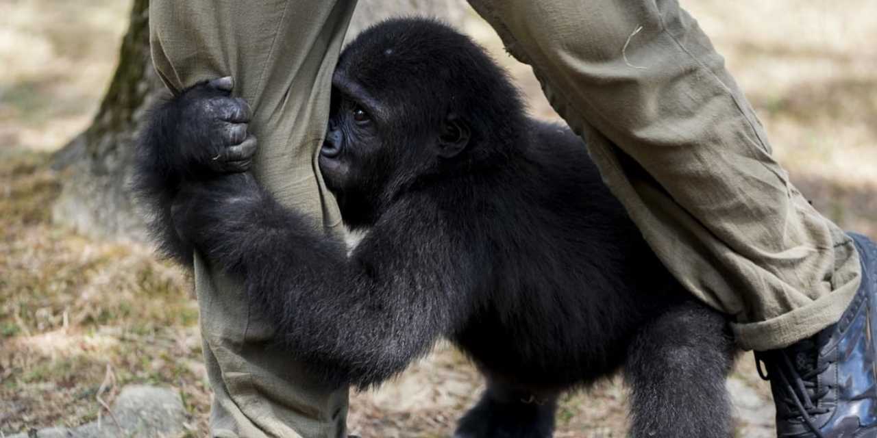 Yapılan test kaderini değiştirdi: Zeytin Türkiye’de kalacak
