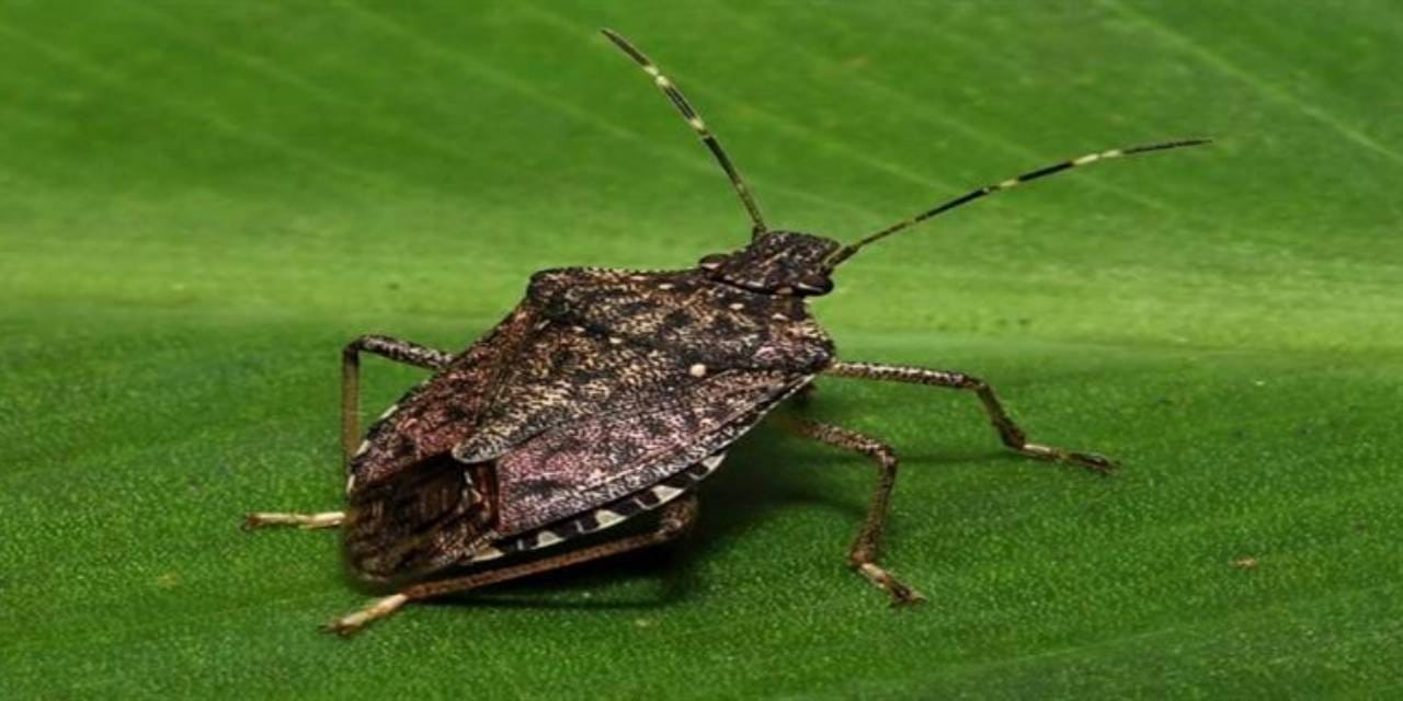 Kahverengi kokarcayla mücadele onlara devredildi: 200'ü birden doğaya salındı