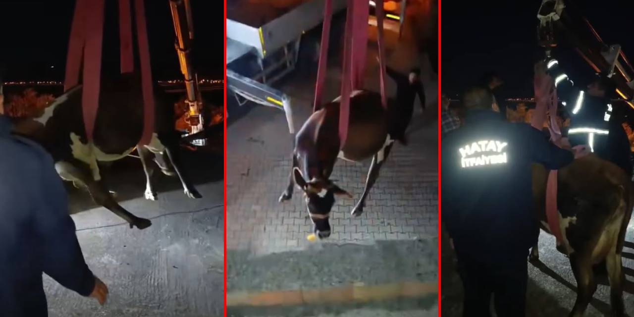 İnek dama kaçtı! Vinç devreye girdi