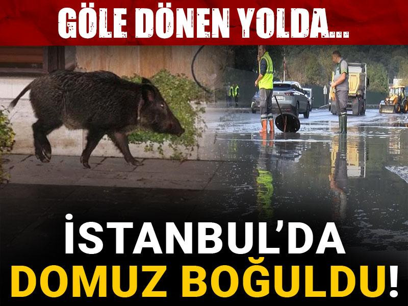İstanbul'da domuz boğuldu! Göle dönen yolda...