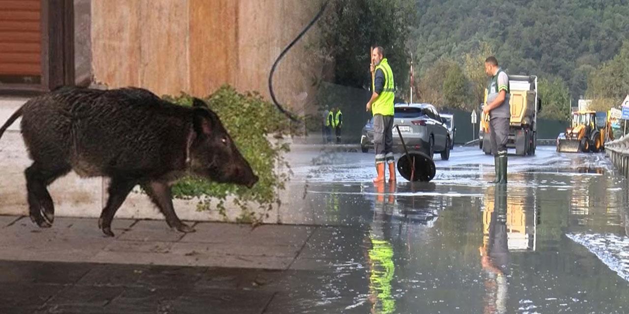 İstanbul'da domuz boğuldu! Göle dönen yolda...