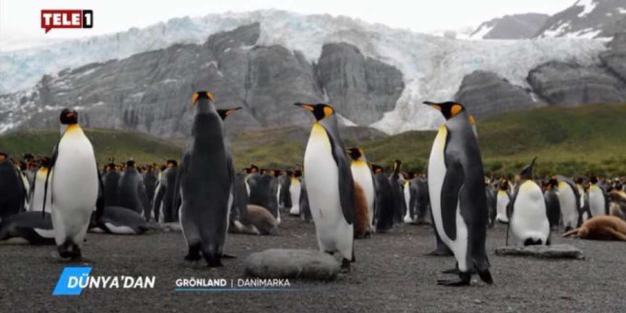 Penguenler Cumhuriyetinde gazetecilik