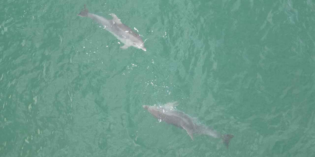 Karadeniz'de görüntülendi: Hem de 3 tane birden