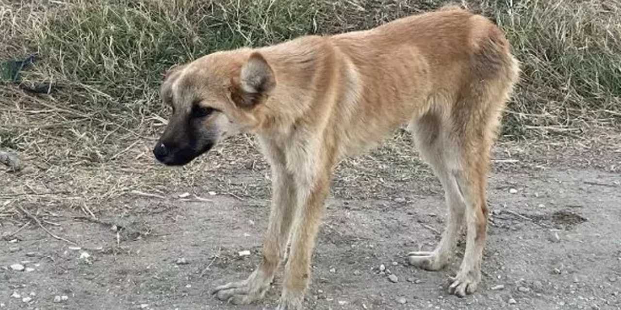 İnsanlık sınıfta kaldı: 6 aylık vahşet raporu açıklandı!