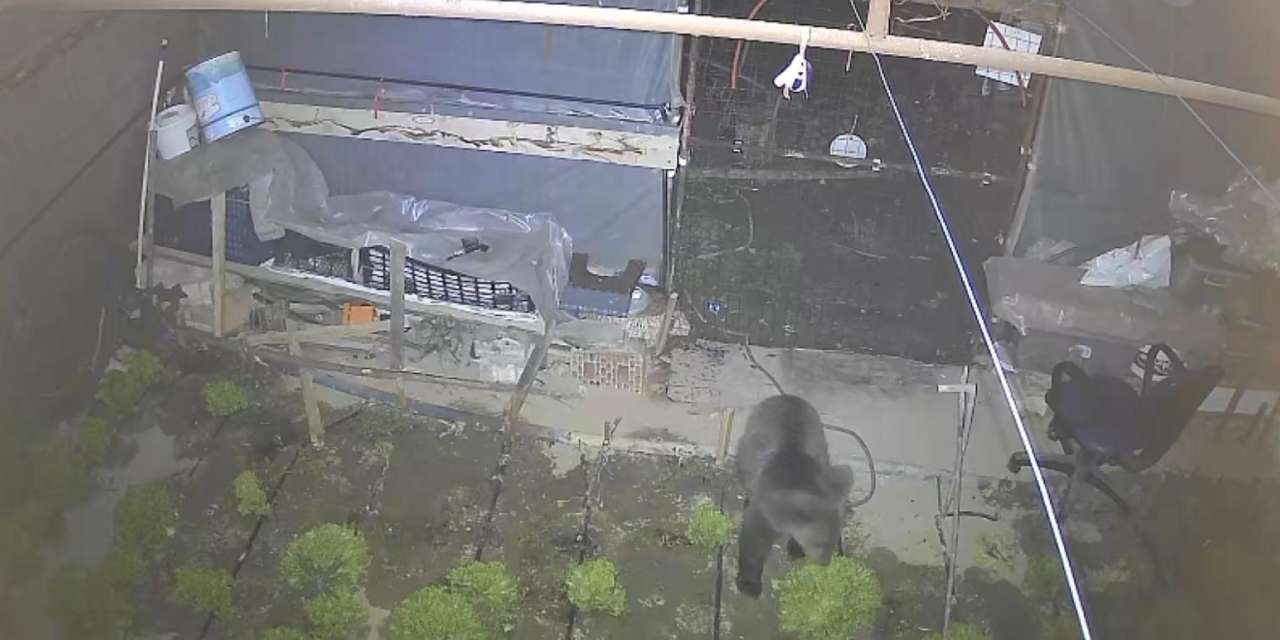 Marul hırsız pençeli ama minik çıktı! Hepsini löp löp götürdü